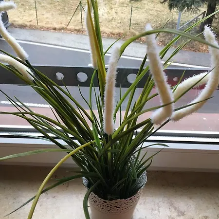 Privatunterkunft Bergblick Bad Schandau